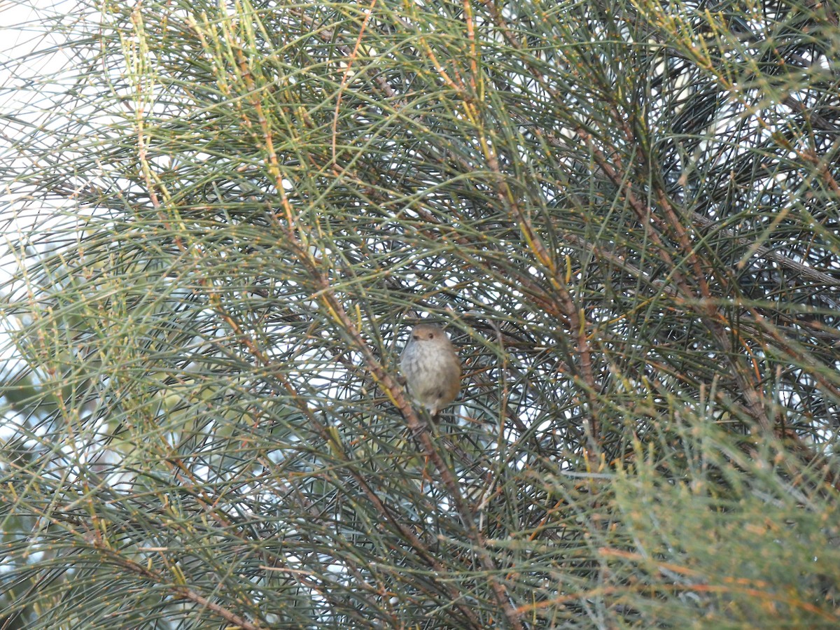 Brown Thornbill - ML646829112