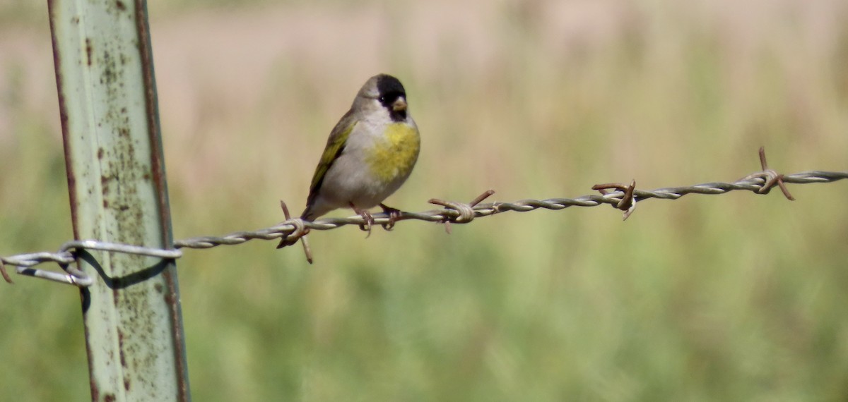 gråstillits - ML646829115