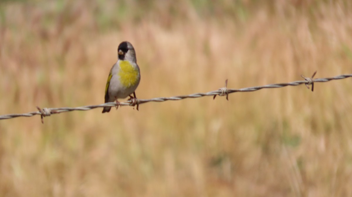 gråstillits - ML646829123