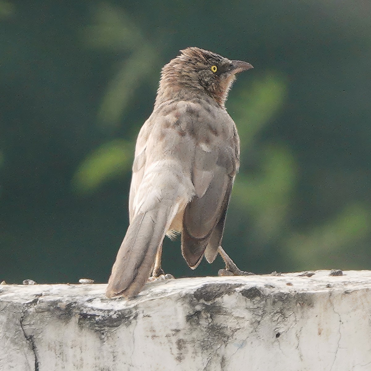 オジロヤブチメドリ - ML646829128