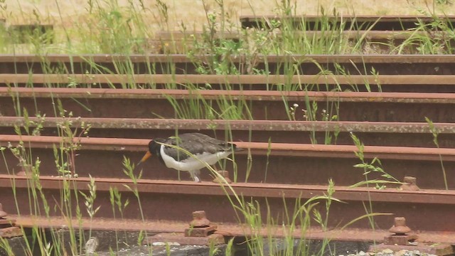 South Island Oystercatcher - ML646829130