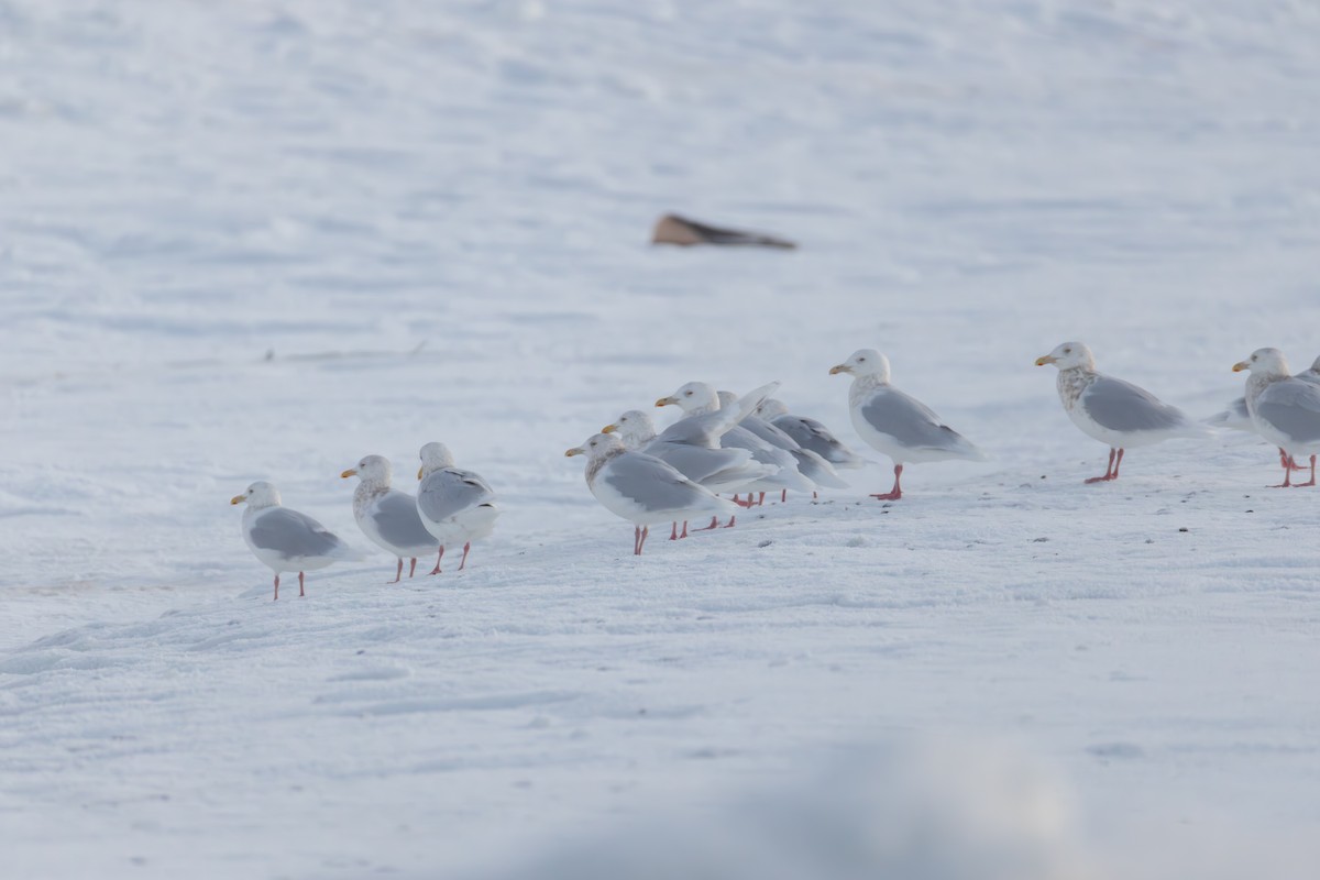 Бургомистр - ML646829135