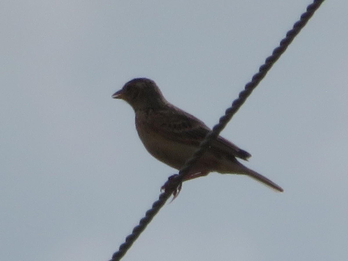 Horsfieldlerche - ML646829136