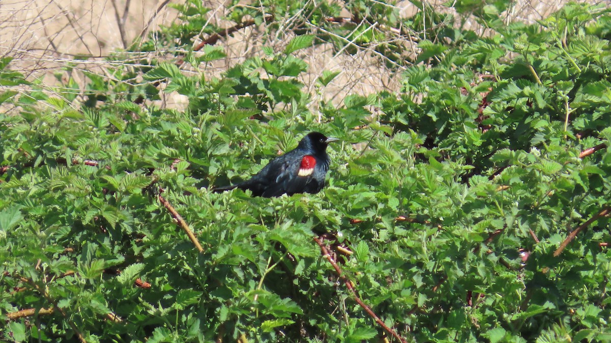 Tricolored Blackbird - ML646829137