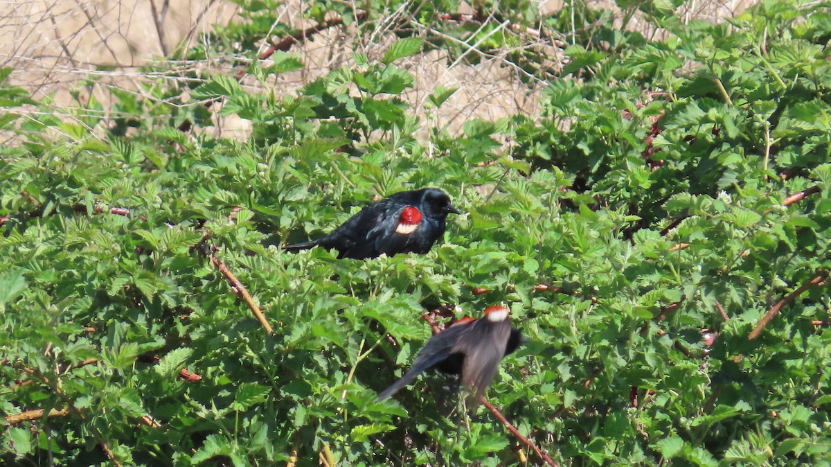 Tricolored Blackbird - ML646829138