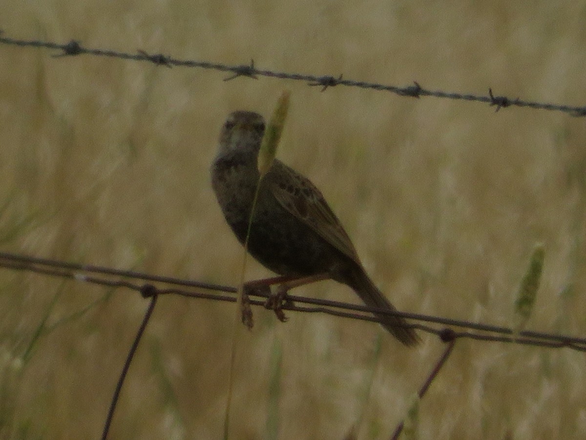 Schwarzbauch-Buschsänger - ML646829143