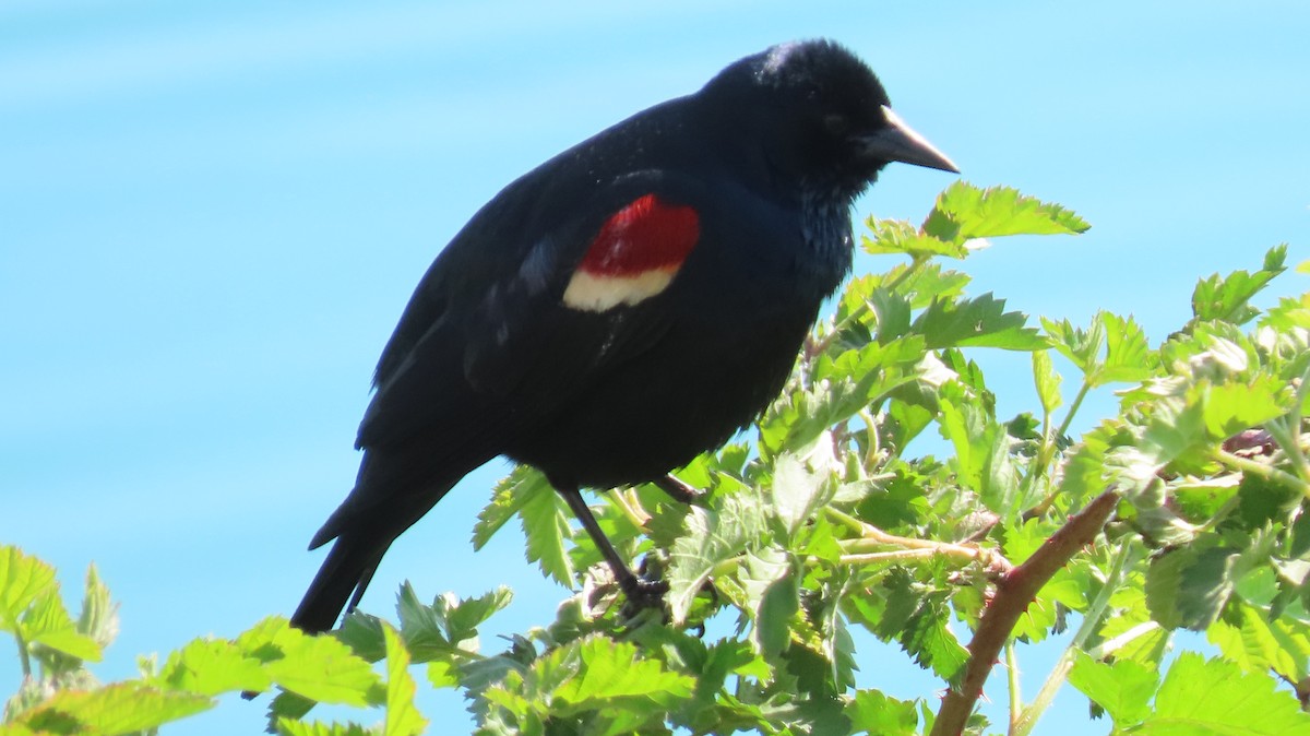 Tricolored Blackbird - ML646829144