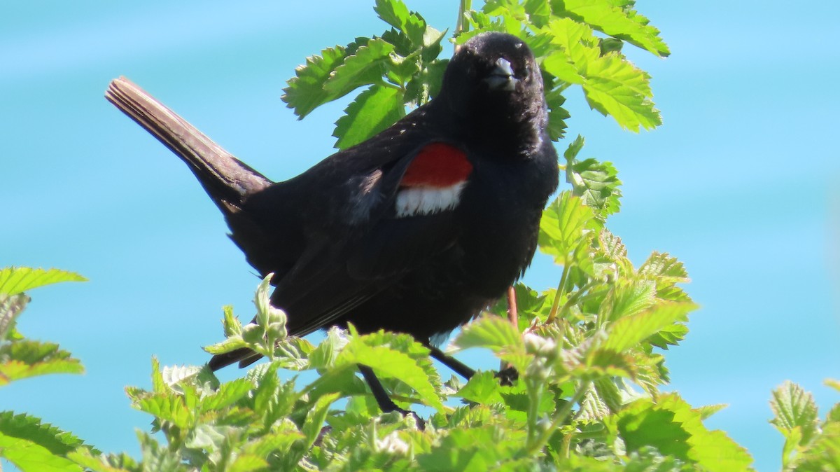 Tricolored Blackbird - ML646829145
