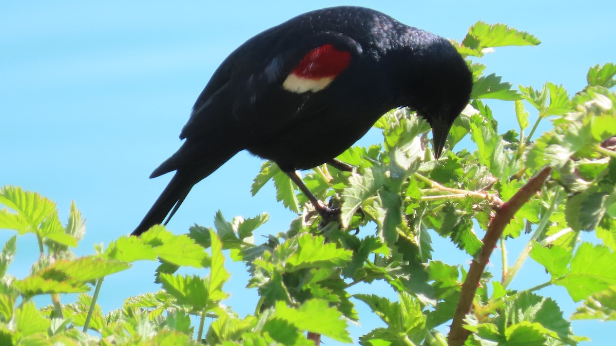 Tricolored Blackbird - ML646829146