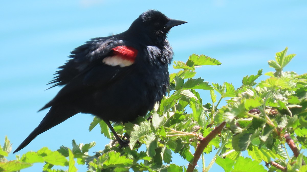 Tricolored Blackbird - ML646829147
