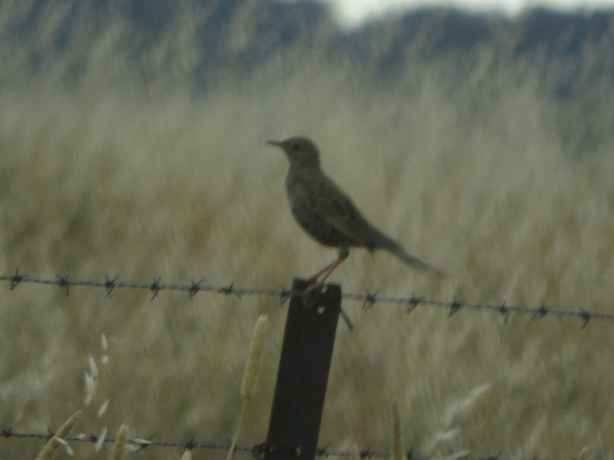 Schwarzbauch-Buschsänger - ML646829148