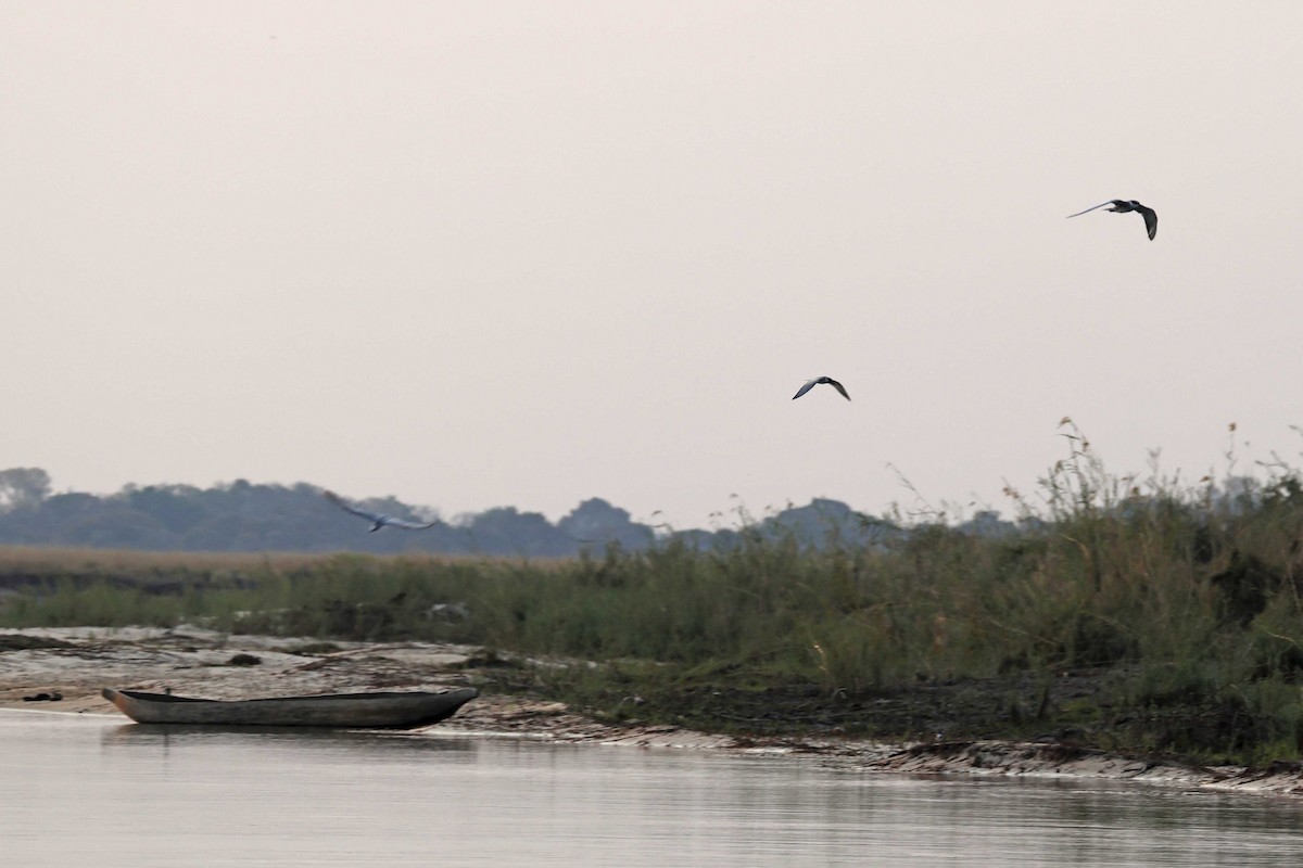 Guifette moustac - ML646829151