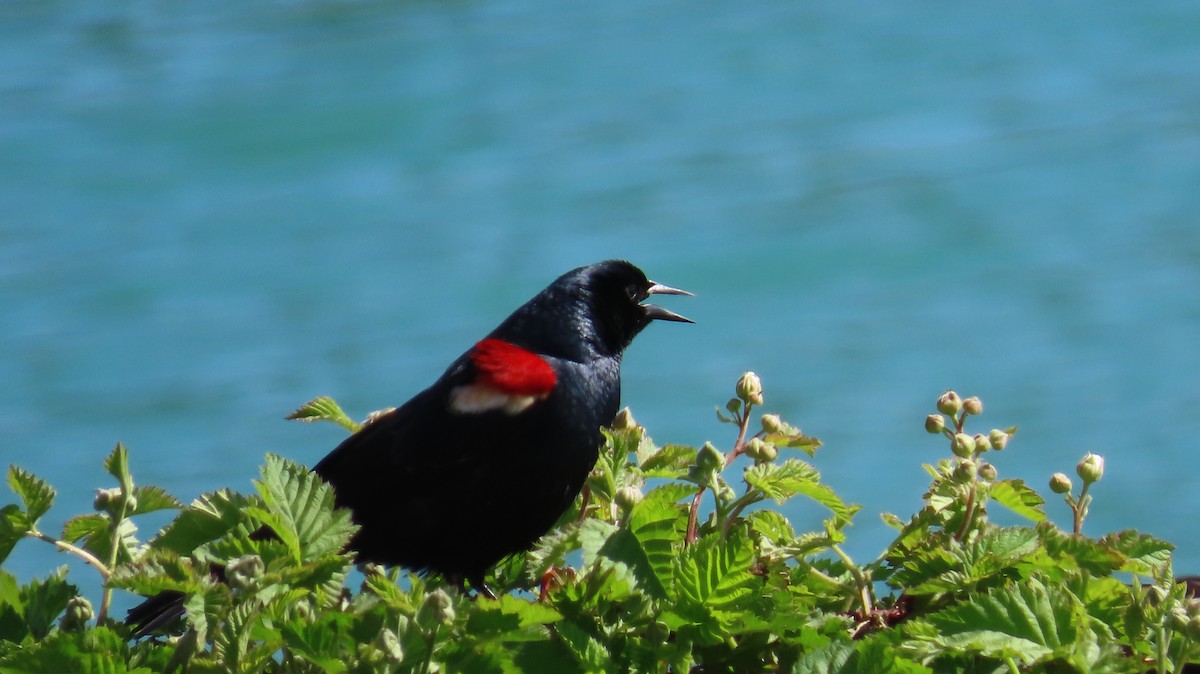 Tricolored Blackbird - ML646829152
