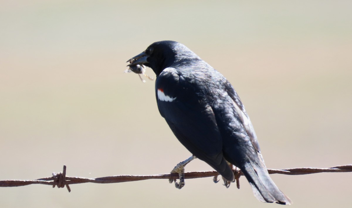 Tricolored Blackbird - ML646829154