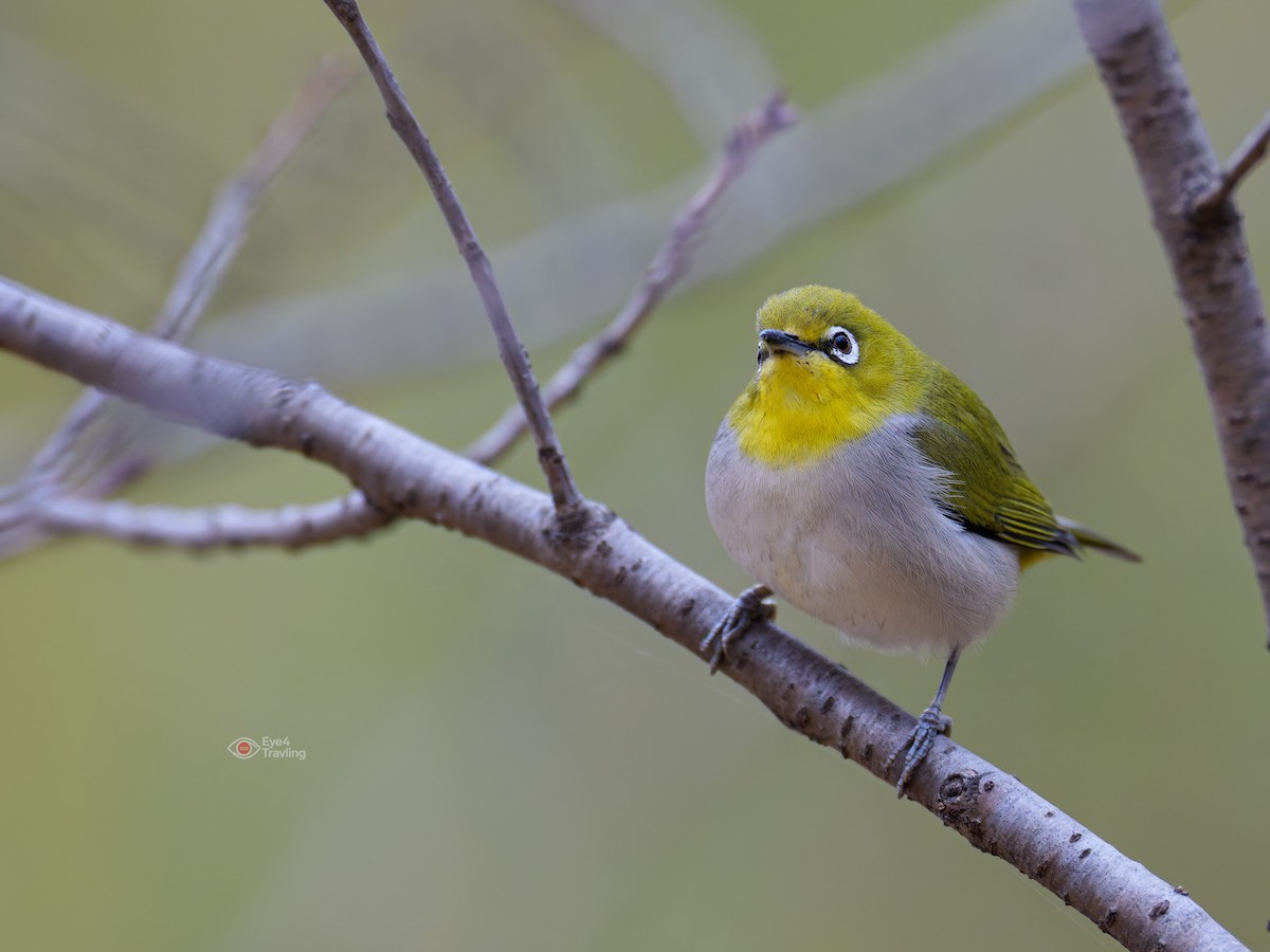 Swinhoe's White-eye - ML646829158