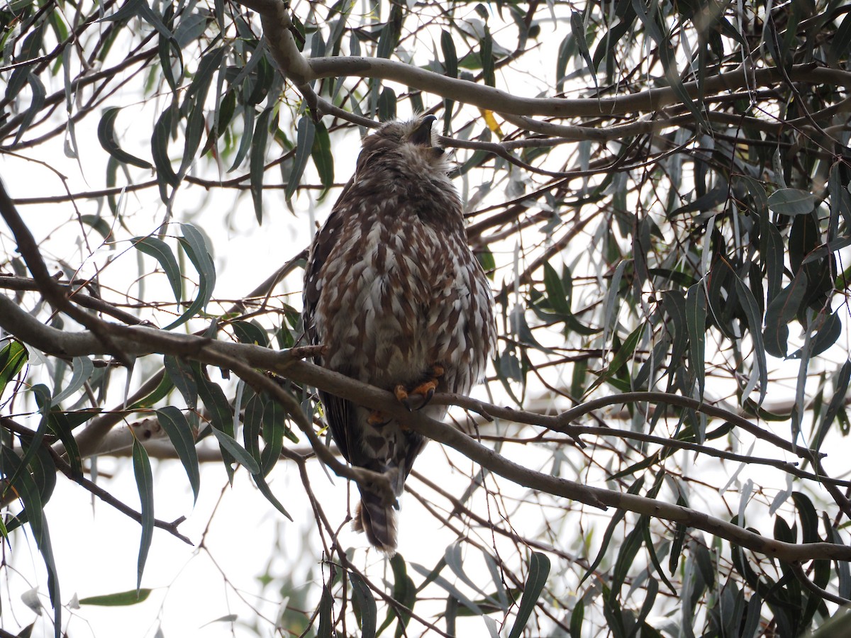 Barking Owl - ML646829159