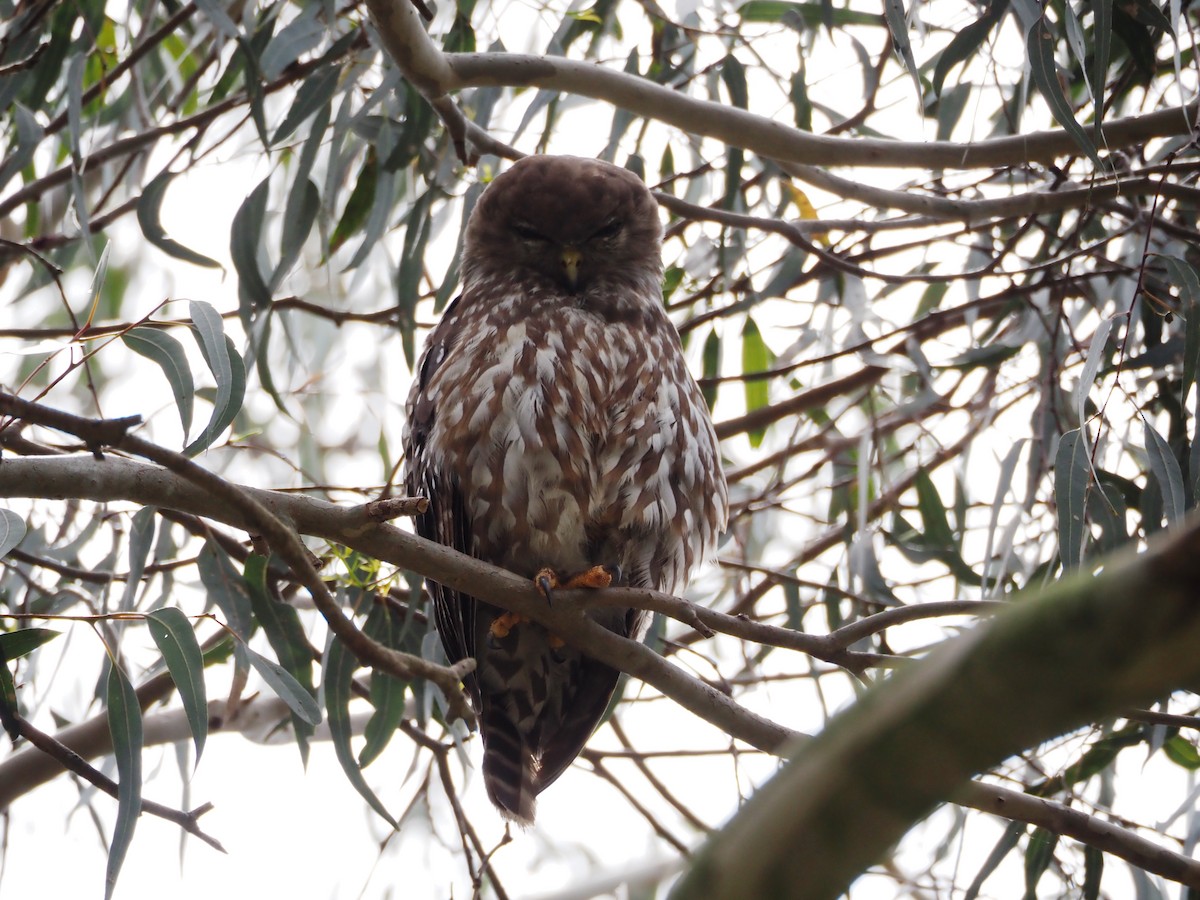 Barking Owl - ML646829160