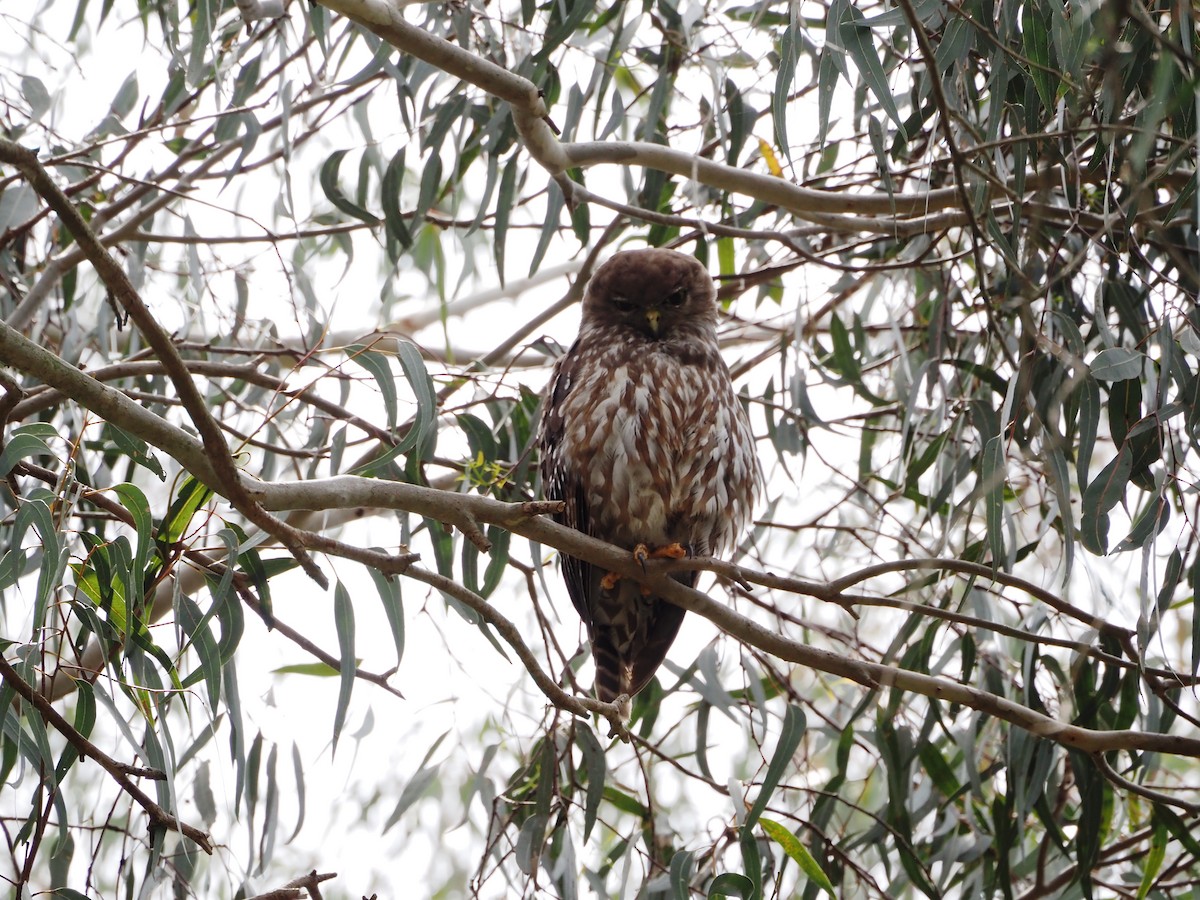 Barking Owl - ML646829161