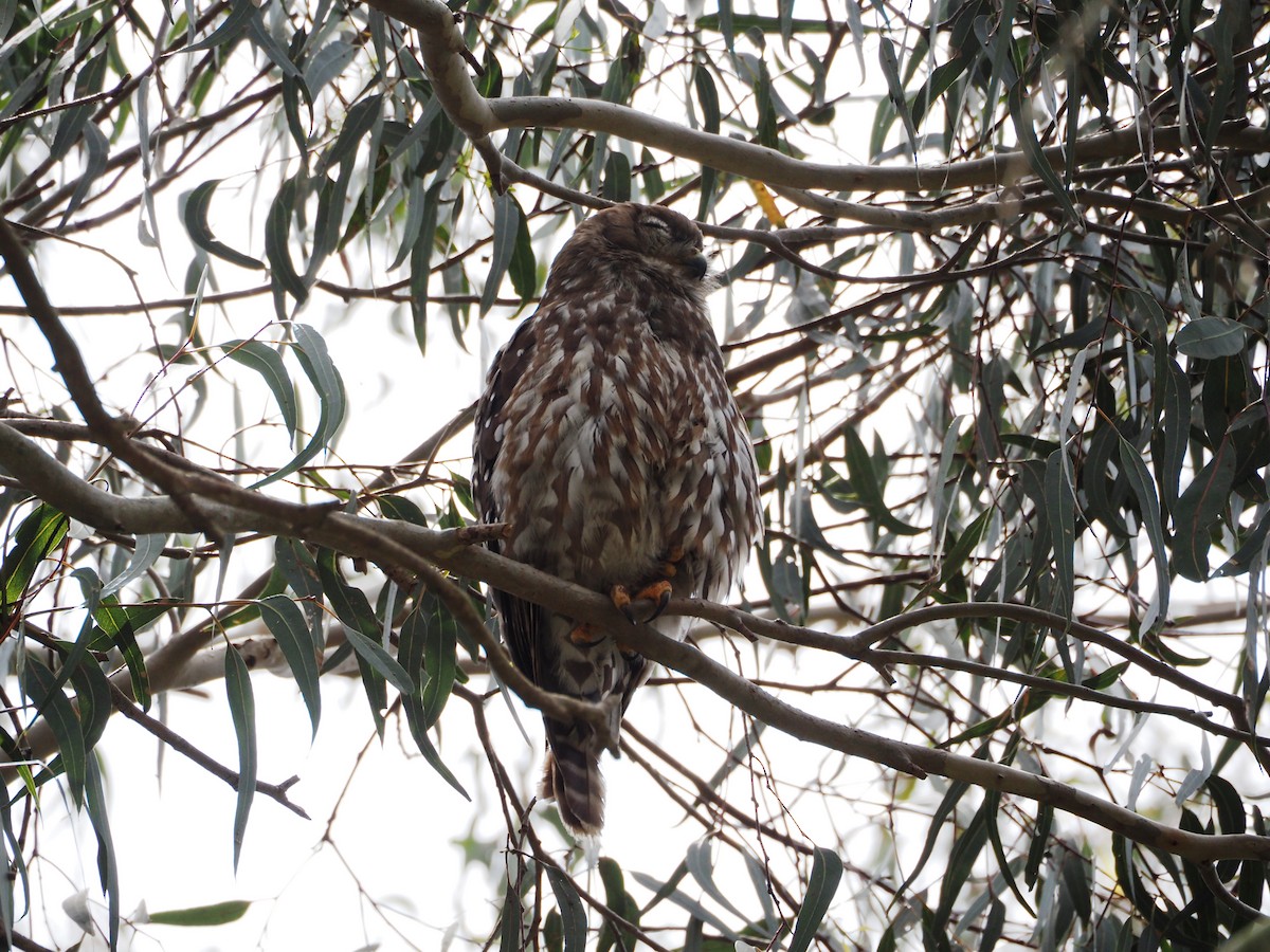 Barking Owl - ML646829162