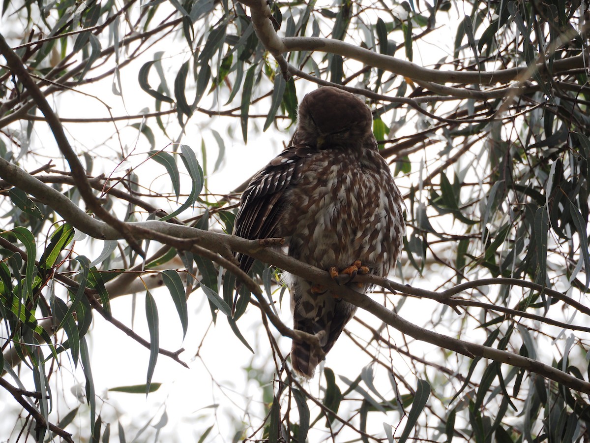 Barking Owl - ML646829163