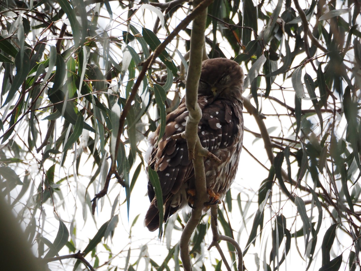 Barking Owl - ML646829164