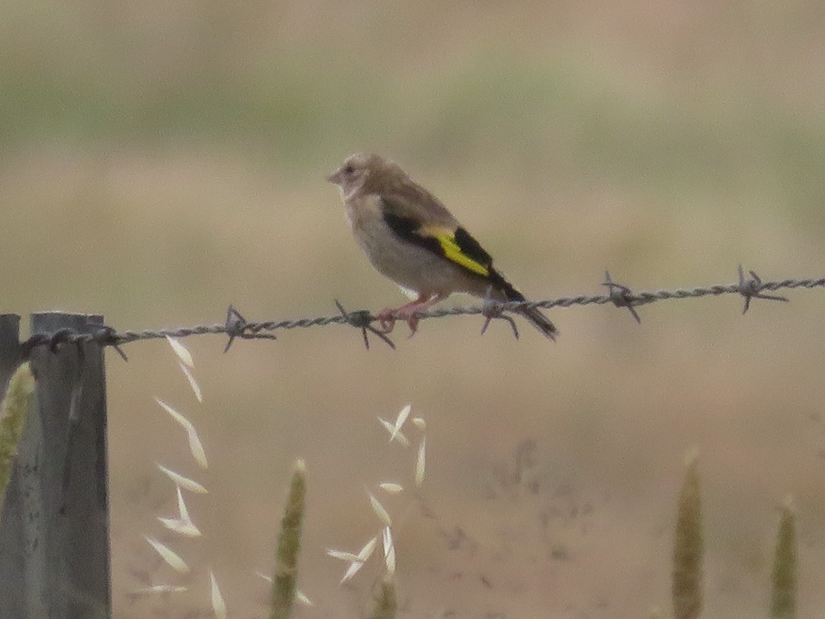 Cardellino - ML646829168