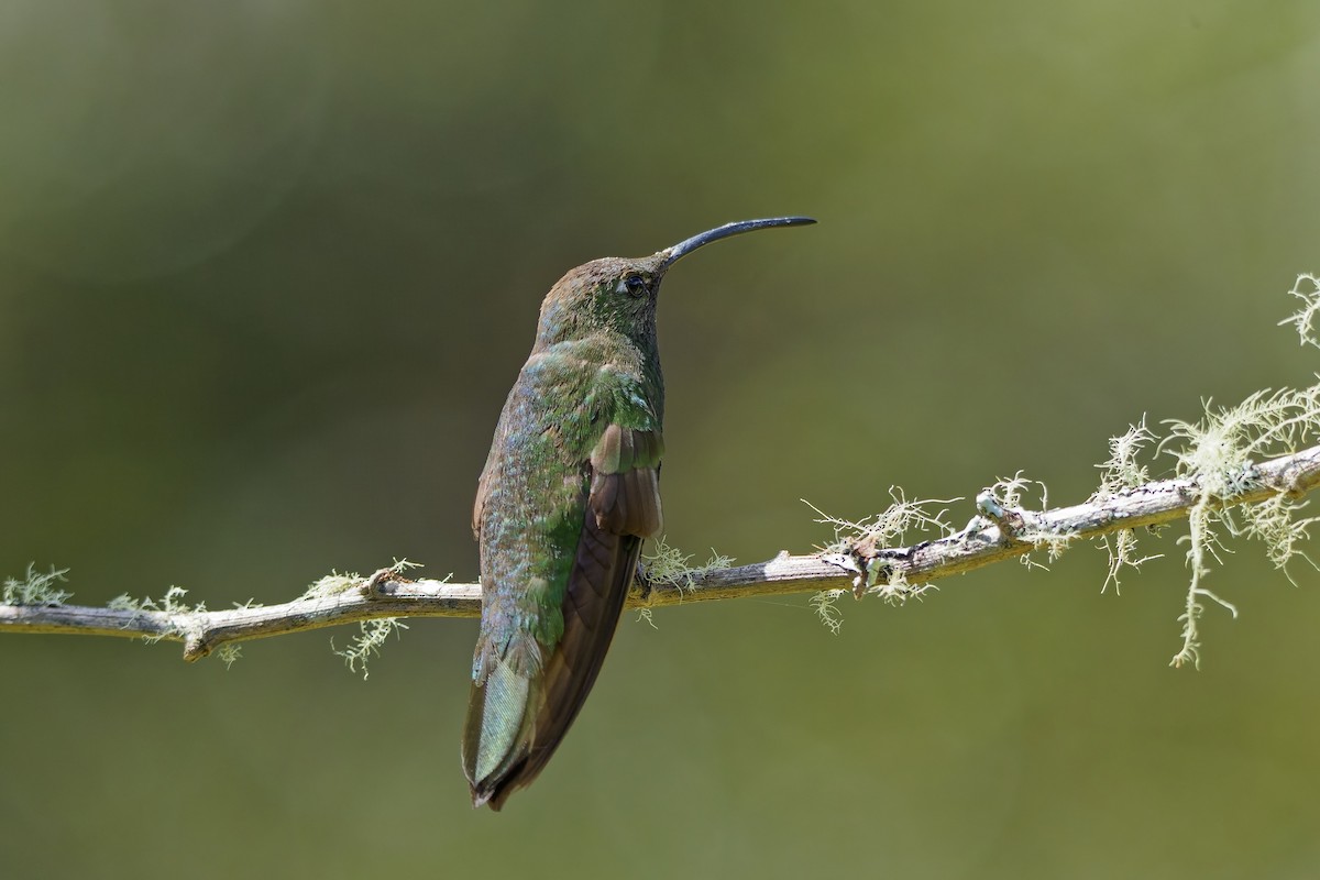 ビロードハチドリ - ML646829172