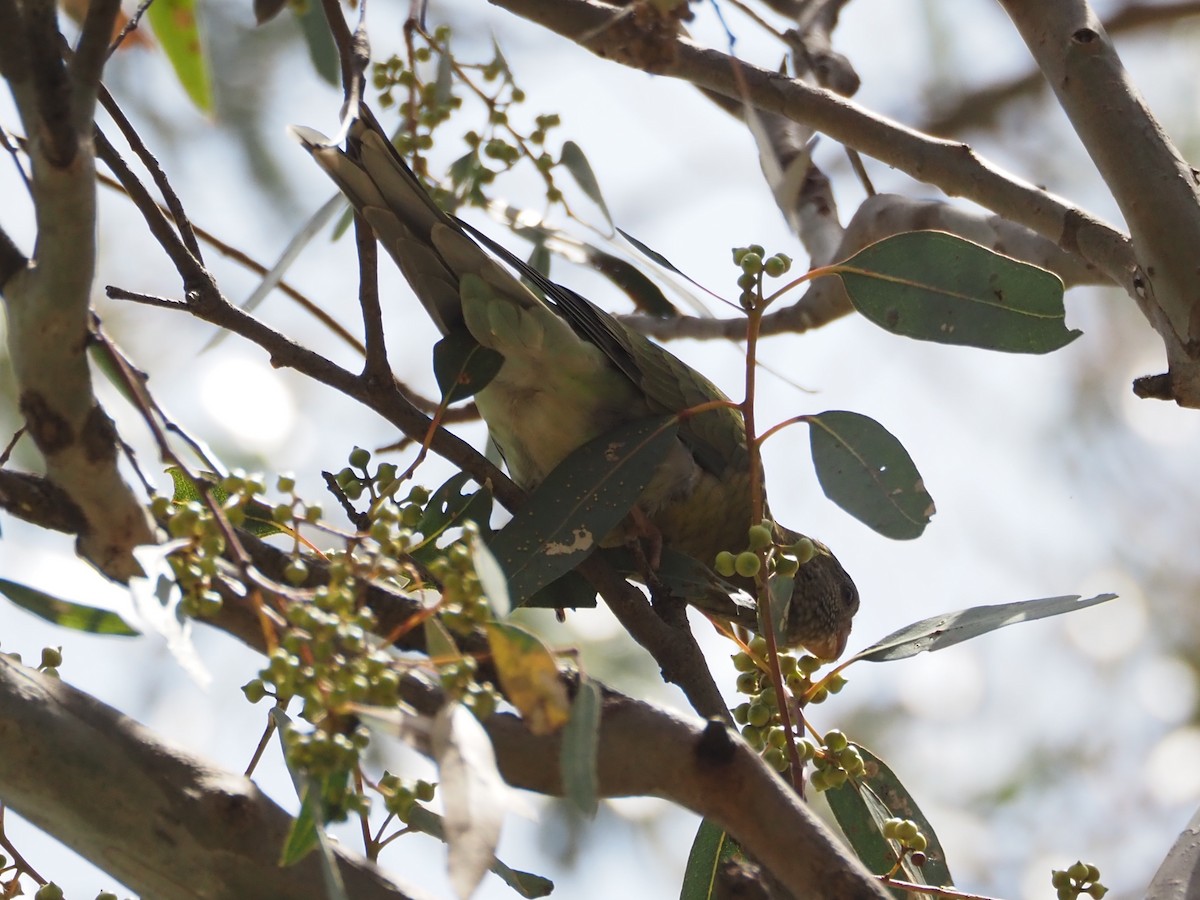 ビセイインコ - ML646829174