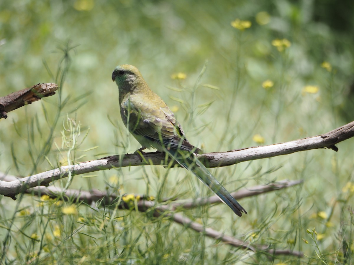ビセイインコ - ML646829175
