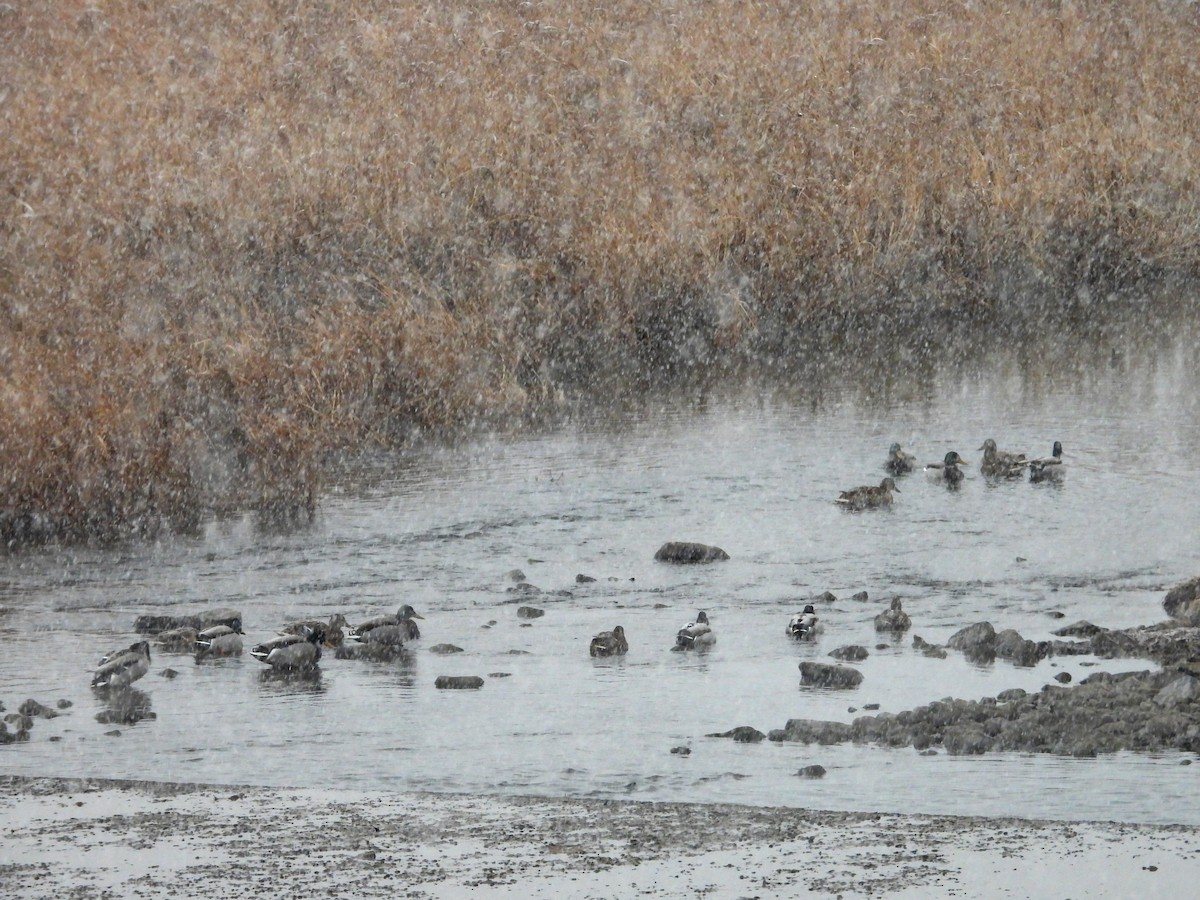 Mallard - ML646829177