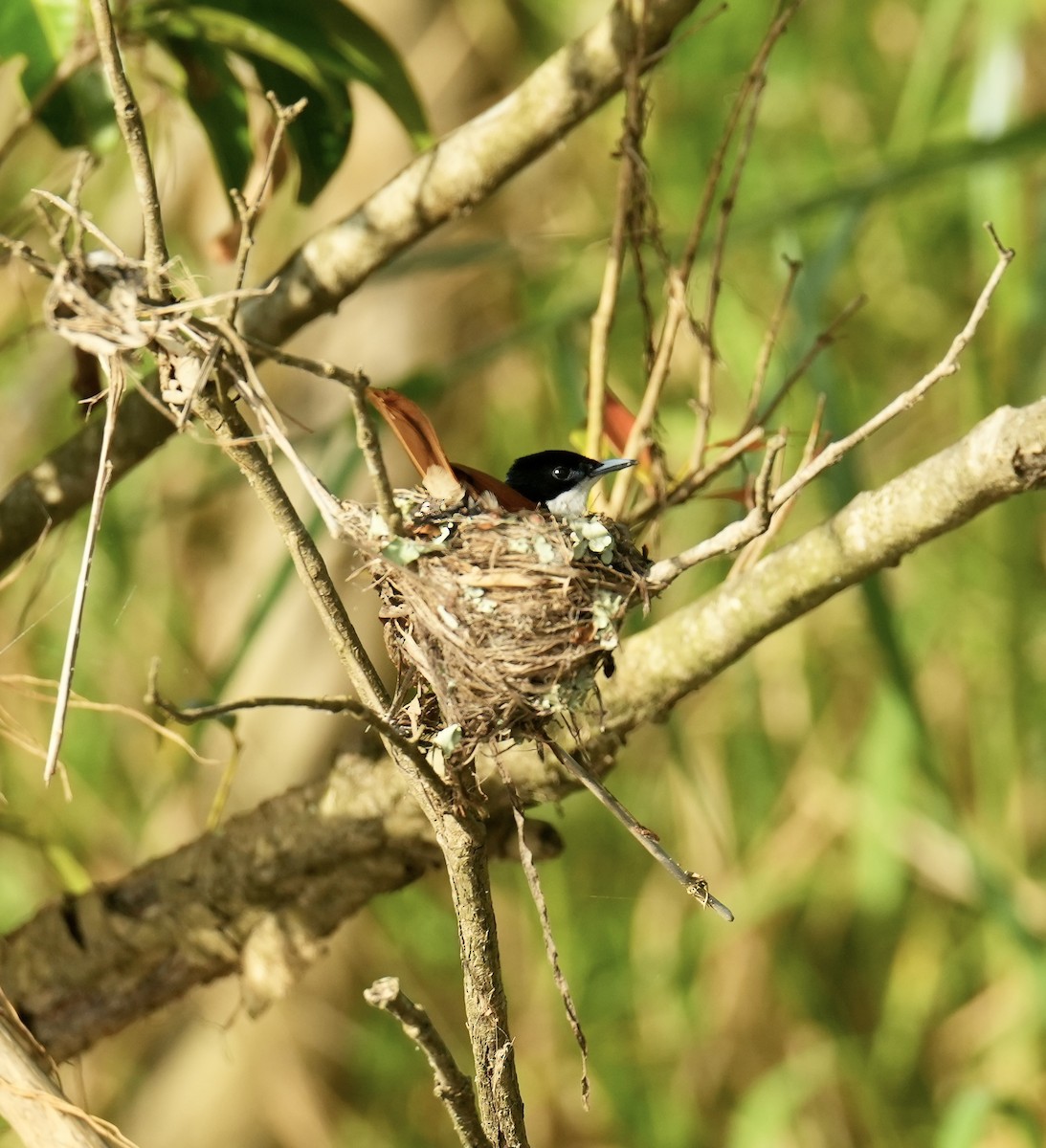 Monarca Reluciente - ML646829179