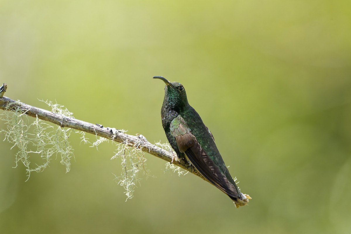 ビロードハチドリ - ML646829180