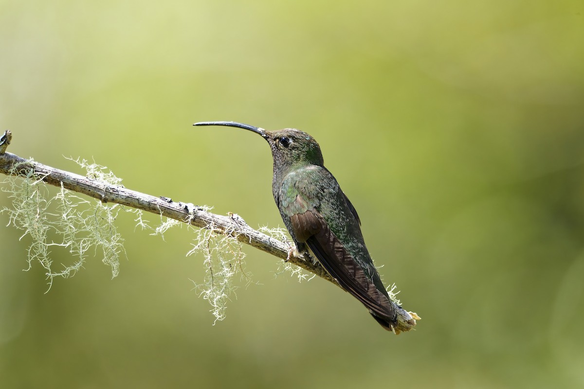 ビロードハチドリ - ML646829181