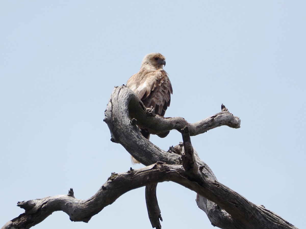 フエフキトビ - ML646829184