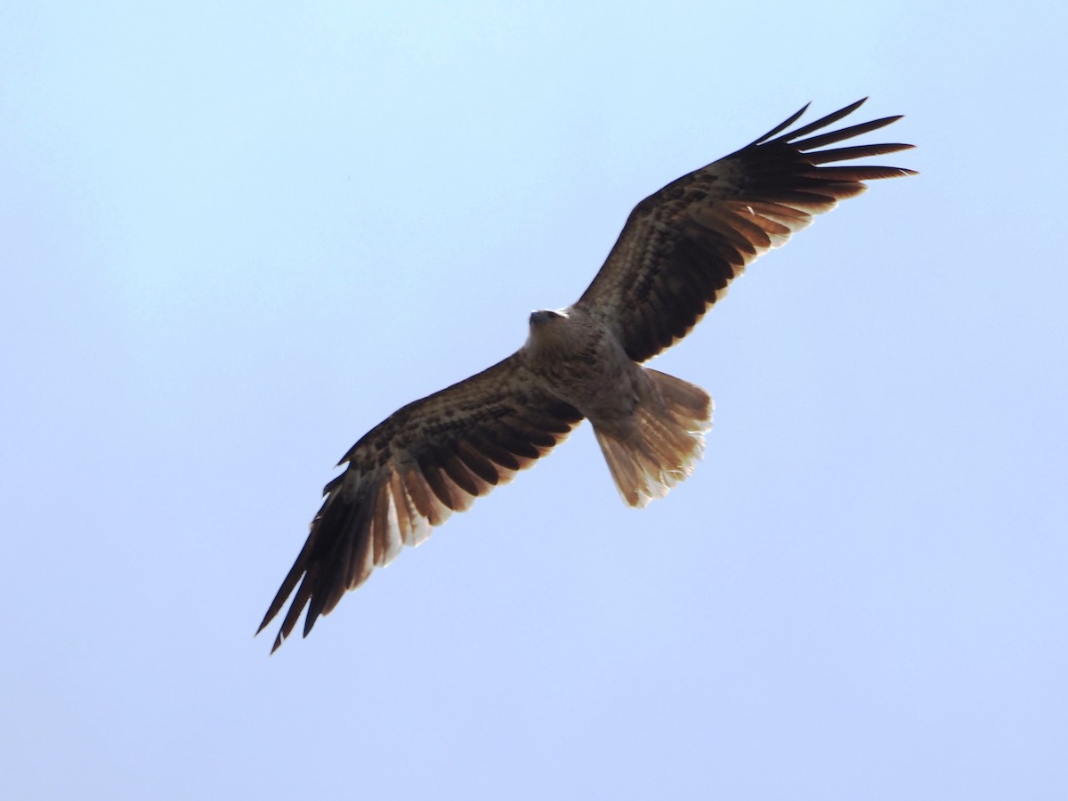 フエフキトビ - ML646829185