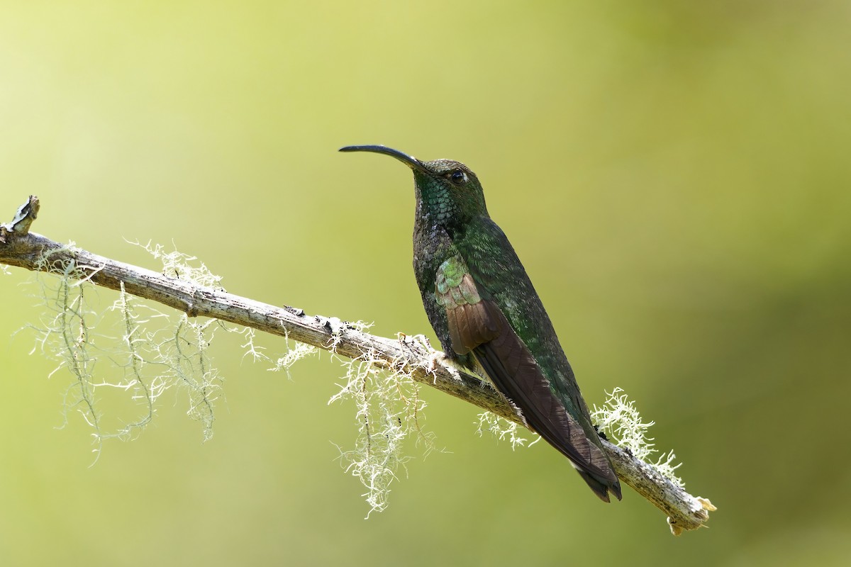 ビロードハチドリ - ML646829189