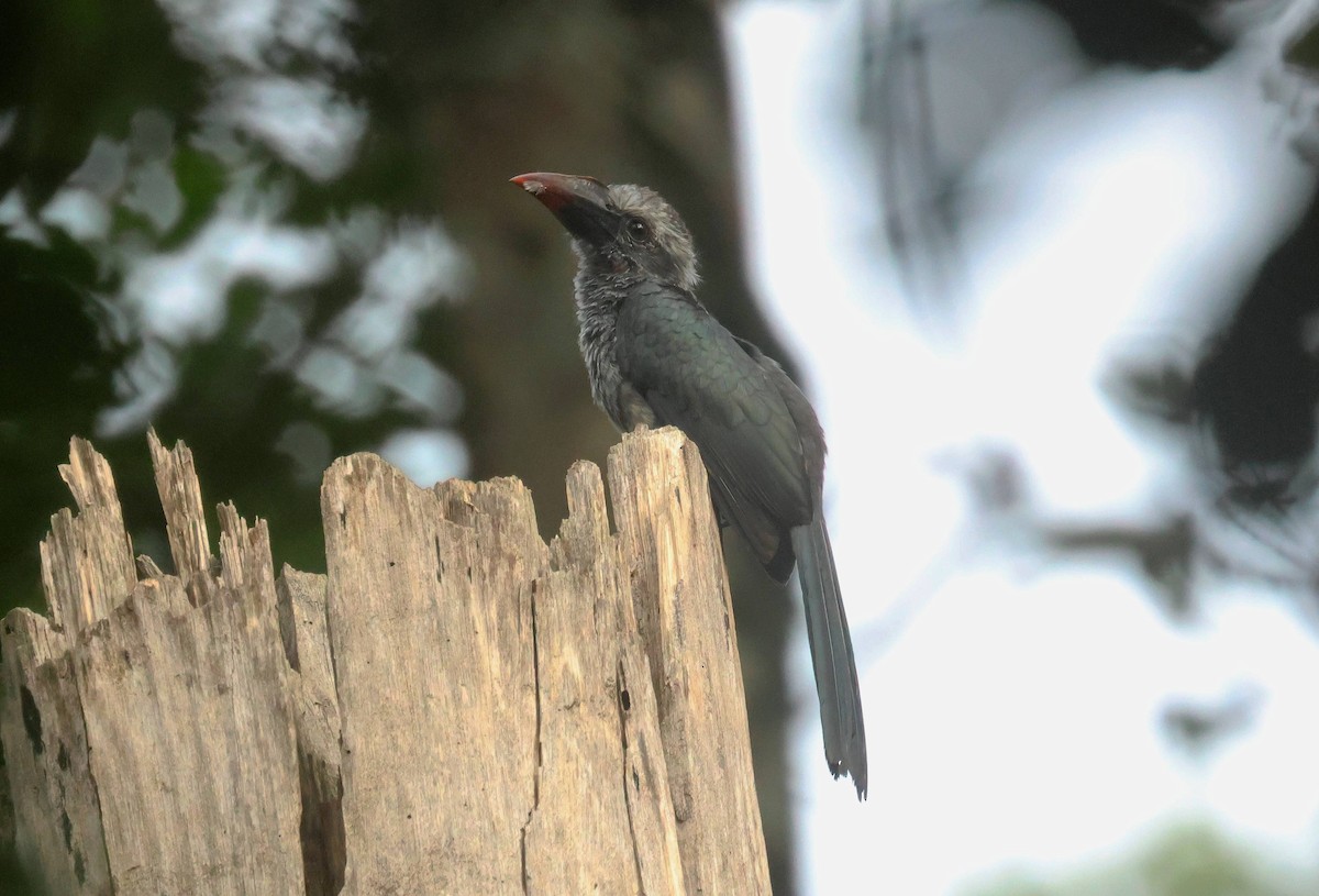 Western Dwarf Hornbill - ML646829192