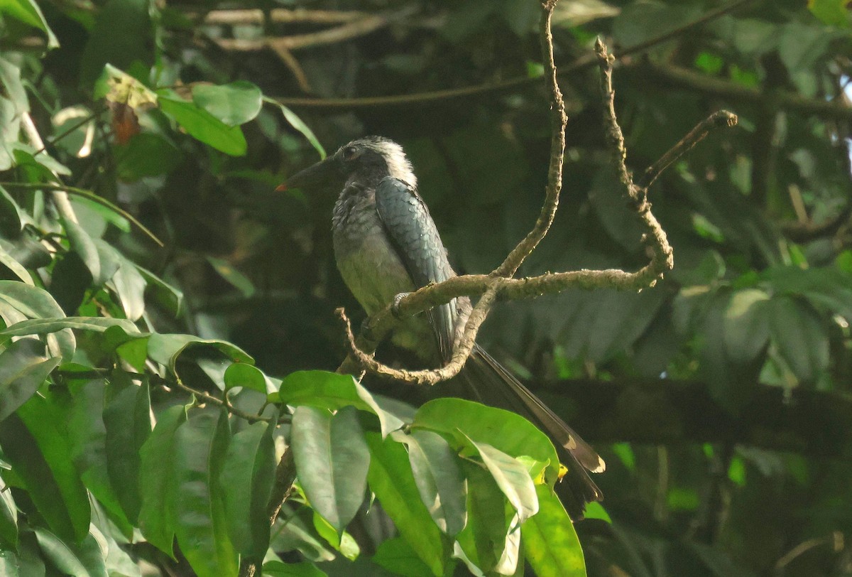 Western Dwarf Hornbill - ML646829193