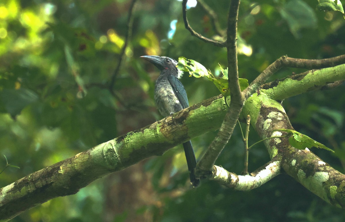 Western Dwarf Hornbill - ML646829194