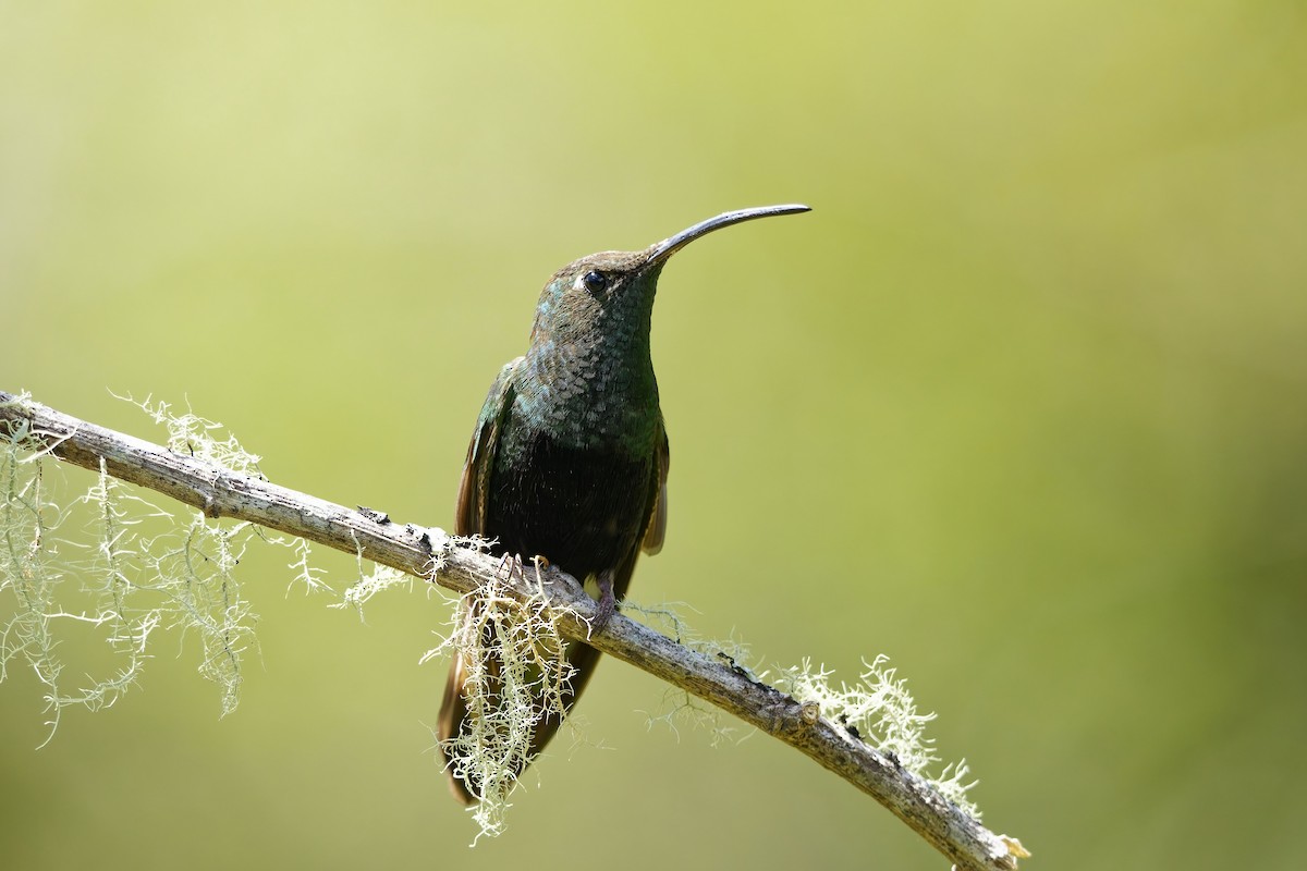 ビロードハチドリ - ML646829195