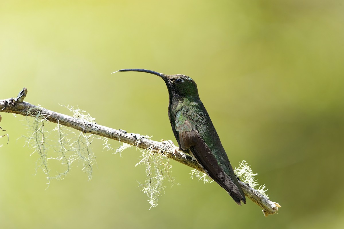 ビロードハチドリ - ML646829196