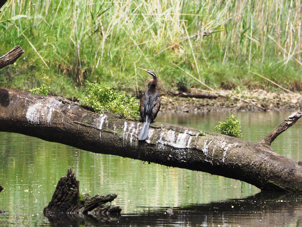 オーストラリアヘビウ - ML646829197