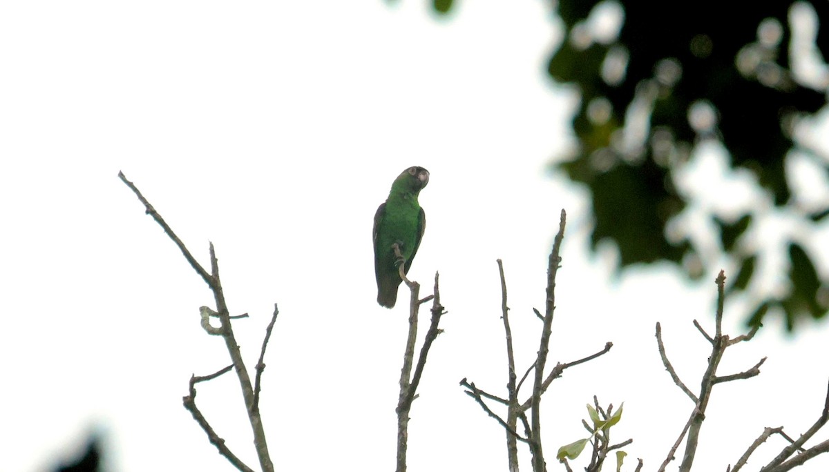 Red-fronted Parrot (Guinean) - ML646829198