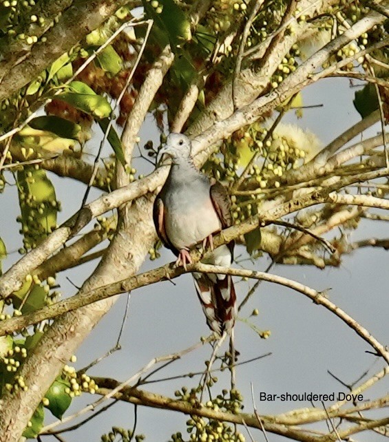 Tortolita Humeral - ML646829202