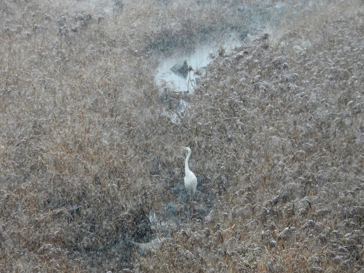 Great Egret - ML646829207
