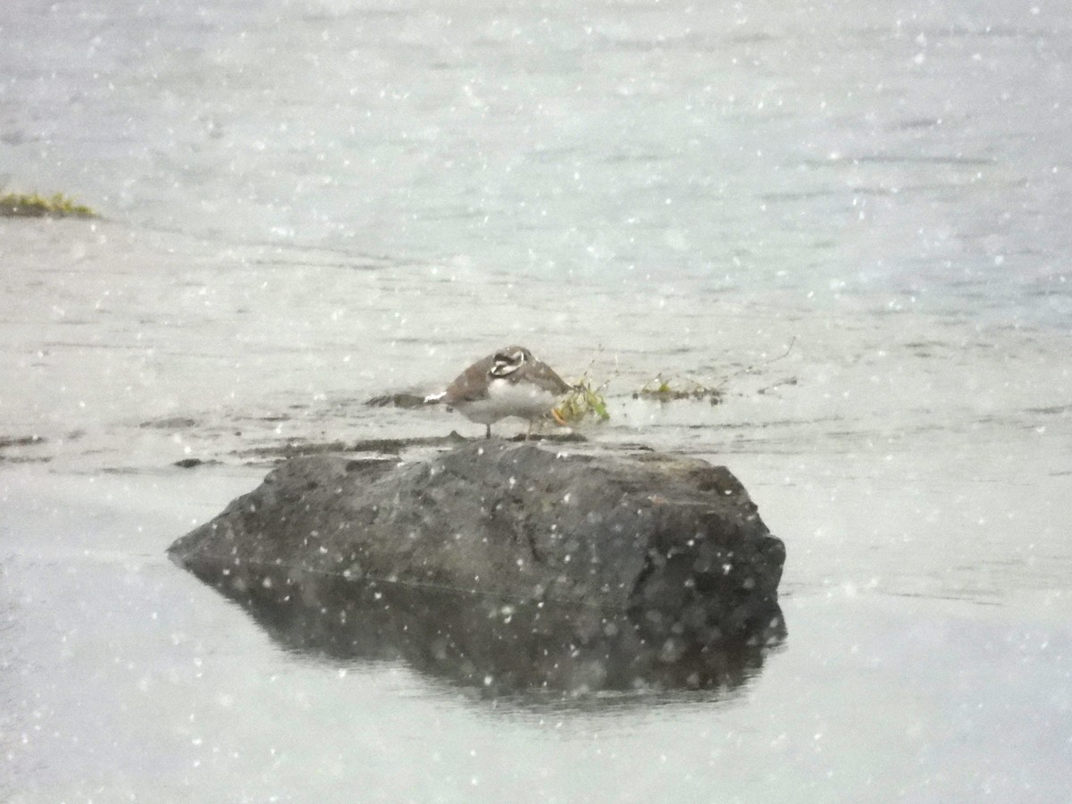 Long-billed Plover - ML646829216