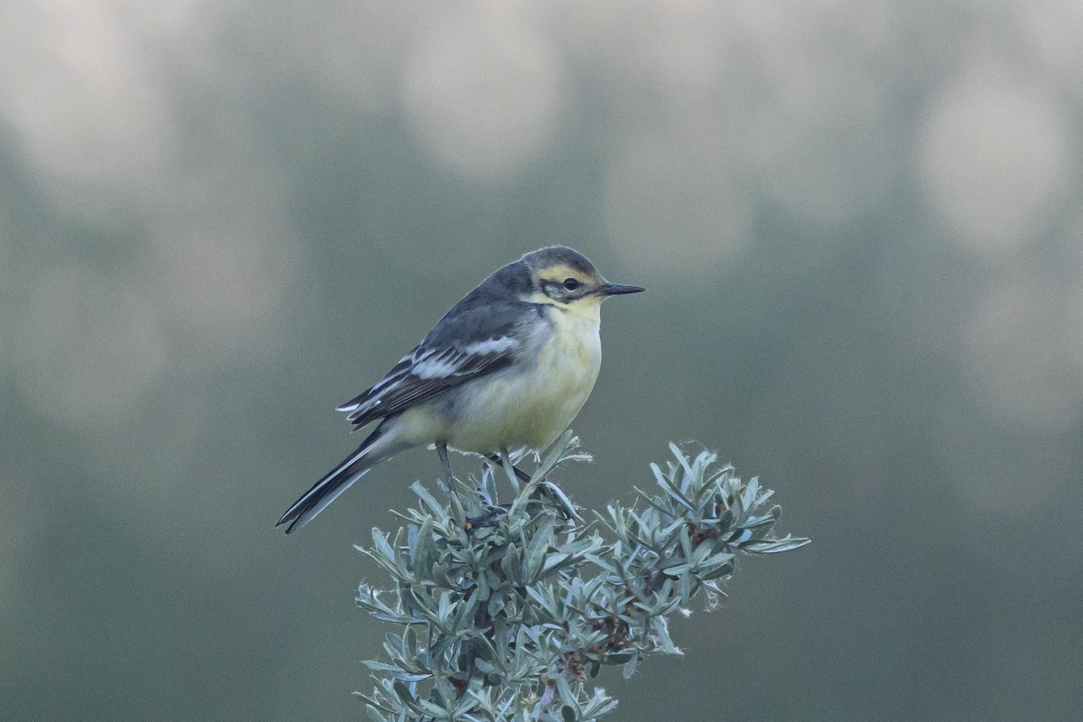 黃頭鶺鴒 - ML646829220