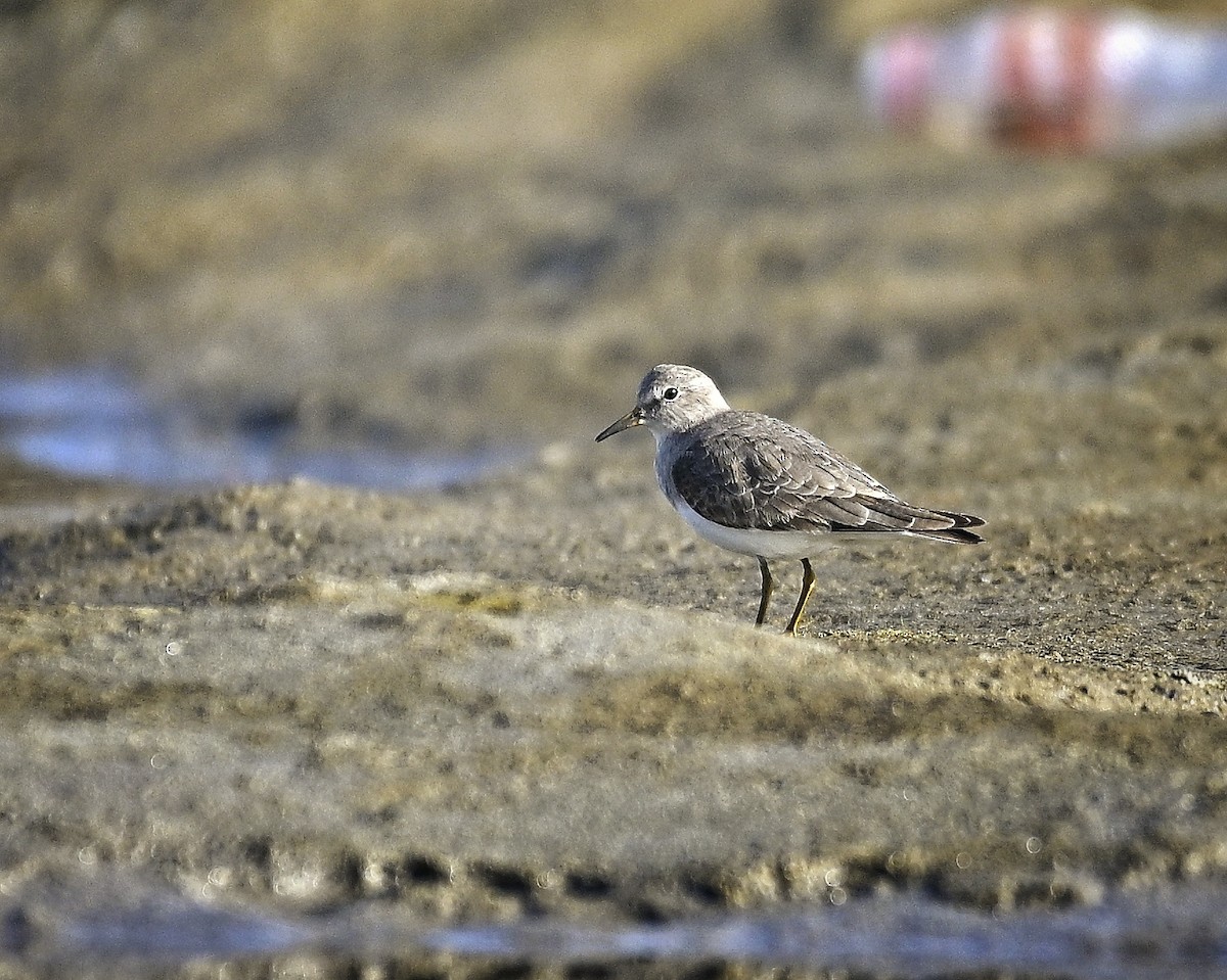 Correlimos de Temminck - ML646829221