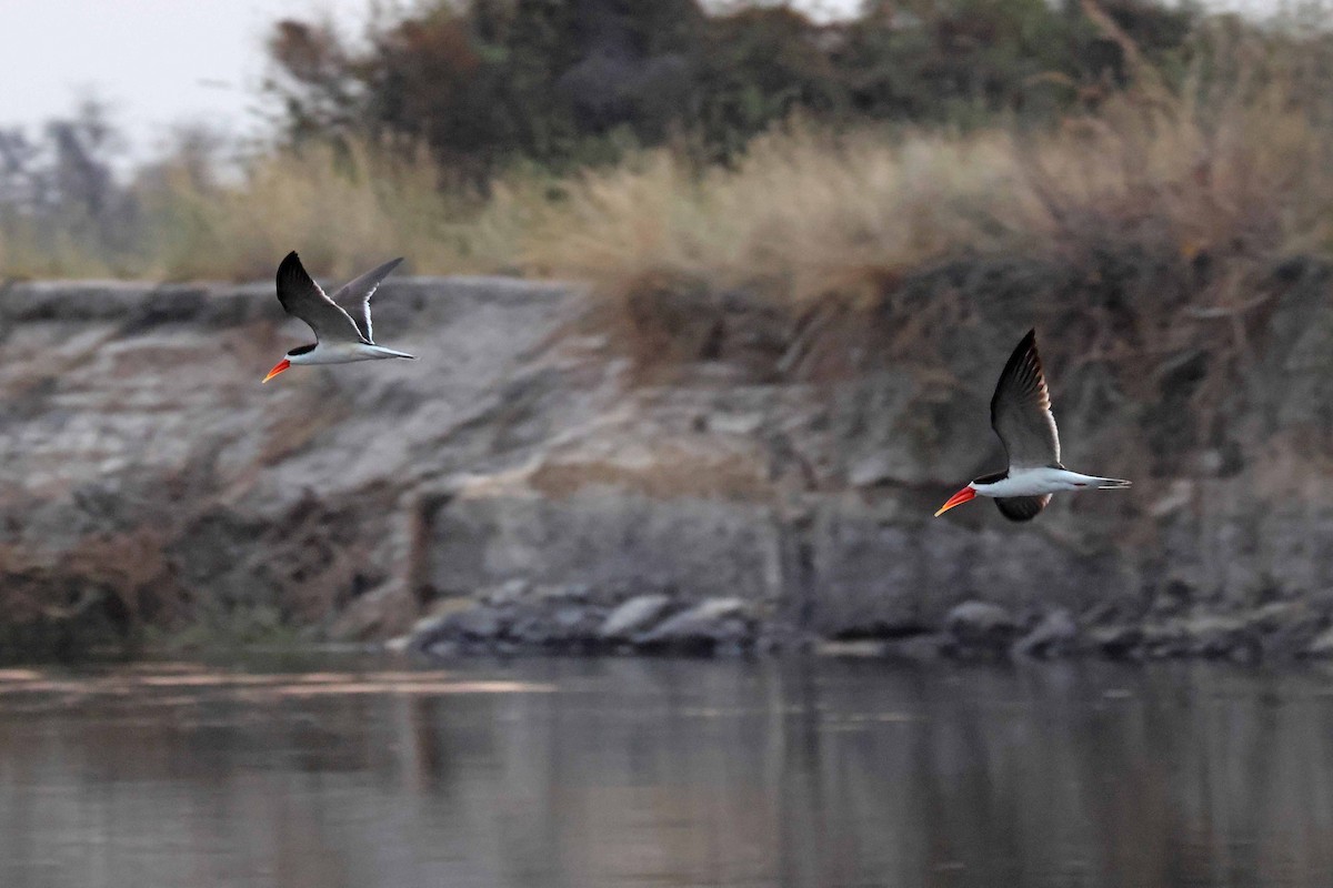 African Skimmer - ML646829222