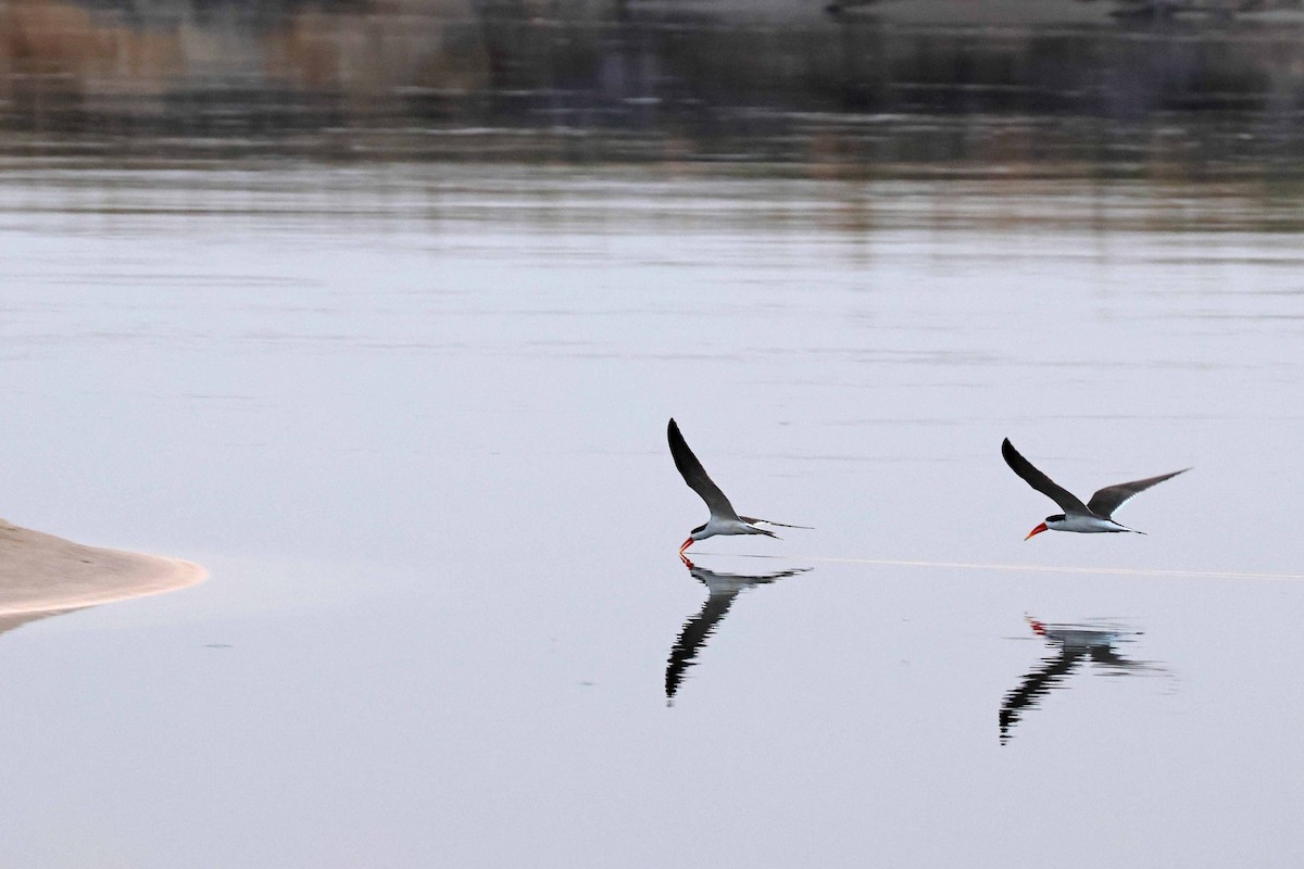 African Skimmer - ML646829223